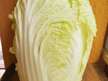 Cabbage, Napa, Organic, approx 1.5 lb head For Discount