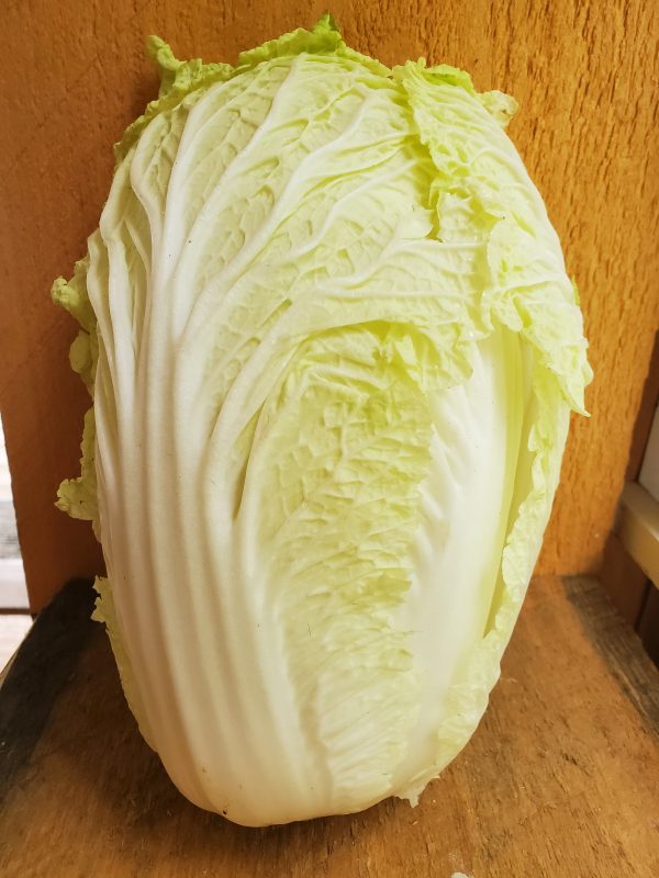 Cabbage, Napa, Organic, approx 1.5 lb head For Discount