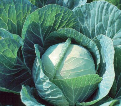 Green Cabbage, Medium, Each, approx. 4 pounds on Sale