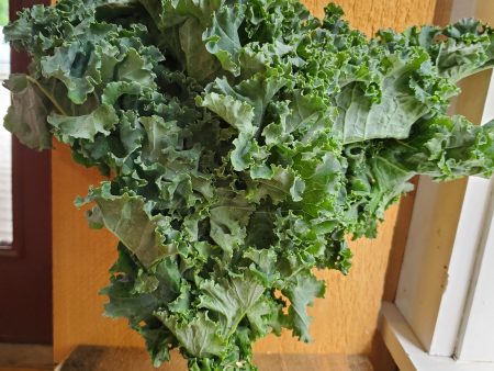 Curly Kale, Organic, 1 bunch Discount